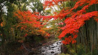 修善寺~温泉街の紅葉
