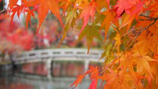 紅葉の永観堂&国宝展