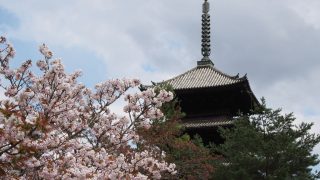桜の京都 原谷苑、仁和寺、退蔵院、二条城