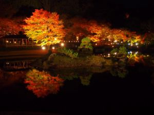 虹の郷_紅葉ライトアップ_日本庭園