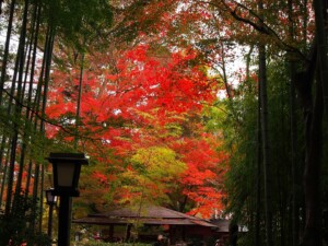 修禅寺　竹の小径（こみち）