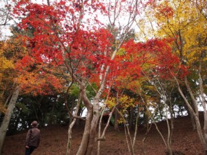 修禅寺　上部　もみじ林１