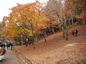 修禅寺　上部　もみじ林
