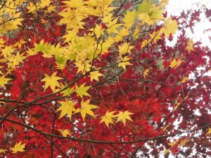 修禅寺　上部　もみじ林２