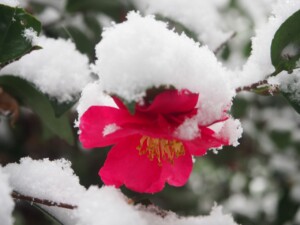 山茶花(サザンカ) 山茶花(サザンカ)