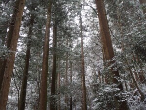 鞍馬寺杉林 鞍馬寺杉林
