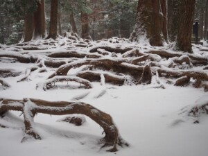 木の根道 木の根道