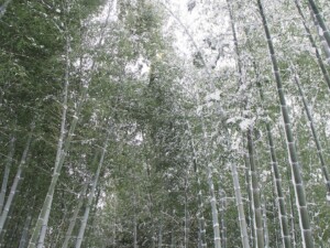 雪の高台寺 竹林 雪の高台寺 竹林