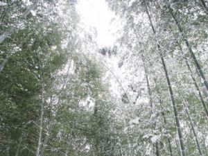 雪の高台寺　竹林