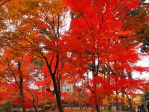 永観堂の庭園 永観堂の庭園