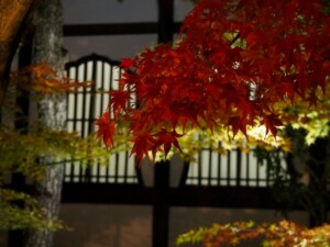 永観堂 ライトアップ1 永観堂 ライトアップ1