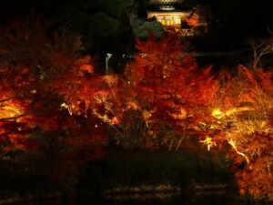 永観堂 ライトアップ5 永観堂 ライトアップ5