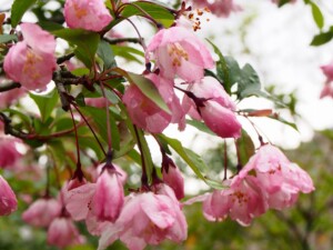 花海棠 花海棠