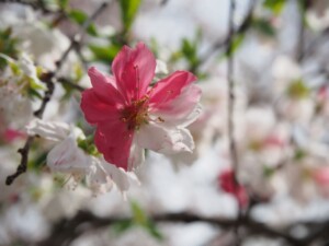 源平桜 源平桜