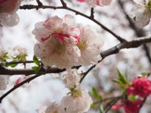 源平桜 源平桜