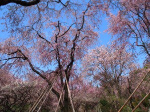 原谷苑 原谷宛