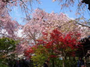 原谷苑 原谷苑