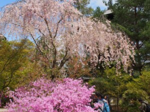 ツツジと桜と