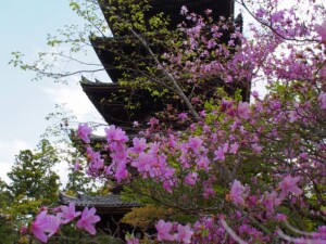 ツツジ&五重塔 ツツジ&五重塔