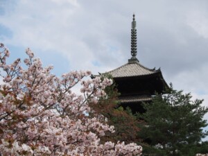御室桜と五重塔 御室桜と五重塔