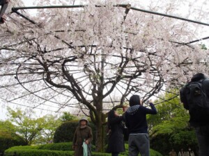 紅しだれ桜 紅しだれ桜