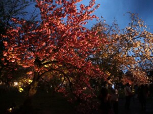 桜ライトアップ 桜ライトアップ