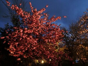 桜ライトアップ 桜ライトアップ