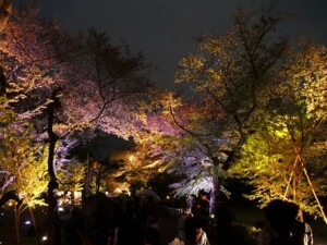 桜ライトアップ 桜ライトアップ