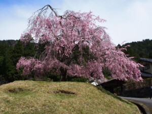 駐車場横のしだれ桜 駐車場横のしだれ桜