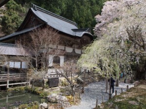 九重桜と開山堂 九重桜と開山堂