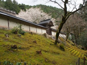 勅使門と御車返しの桜 勅使門と御車返しの桜