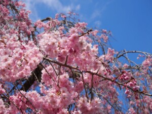 駐車場横のしだれ桜 駐車場横のしだれ桜