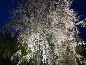 桜ライトアップ 桜ライトアップ