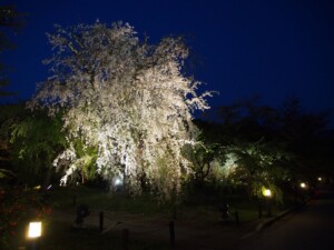 桜ライトアップ 桜ライトアップ