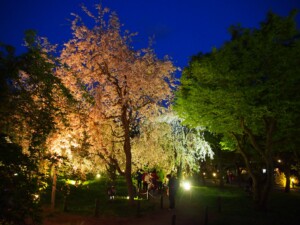 桜ライトアップ 桜ライトアップ