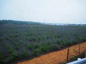 ラベンダー園